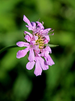 Blue-pink wild flower in October