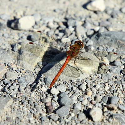 Dragonfly sitting on the gravel path near the forest, 13th October 2018