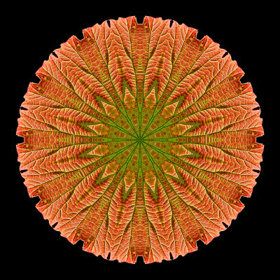 Kaleidoscopic picture created with an autumn leaf seen 13th October
