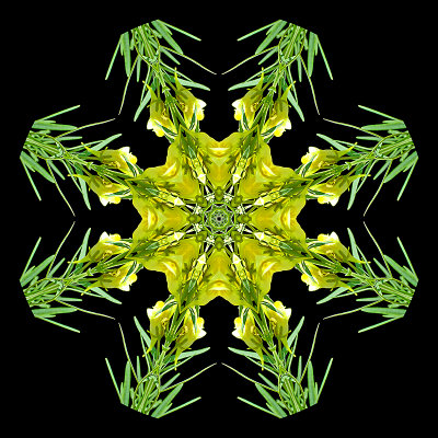 Kaleidoscope created with a wild flower seen on 13th October