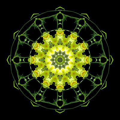 Kaleidoscope created with a wild flower seen on 13th October