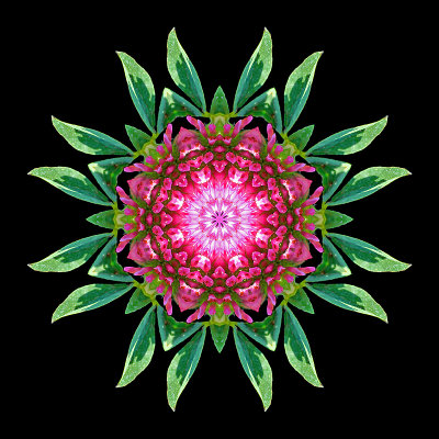 Kaleidoscope created with a red wild clover flower seen on 13th October