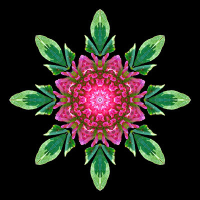 Kaleidoscope created with a red wild clover flower seen on 13th October