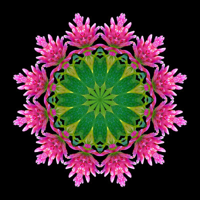 Kaleidoscope created with a red wild clover flower seen on 13th October