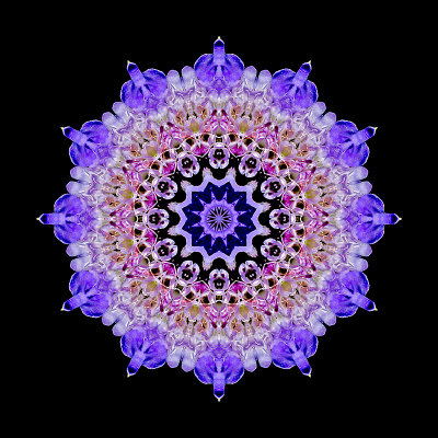 Kaleidoscope created with a blue wild flower seen on 13th October