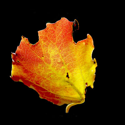 A fallen colored leaf seen in October - I used this to create four different kaleidoscopic pictures