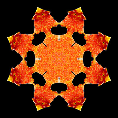 Kaleidoscope created with a colored autumn leaf