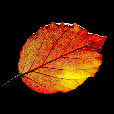 A colored leaf seen in October - I used this to create four different kaleidoscopic pictures