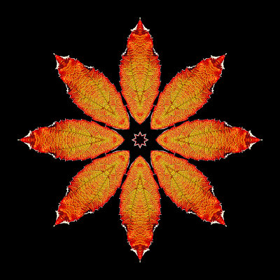 Kaleidoscope created with a colored autumn leaf