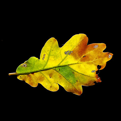 An oak leaf in October