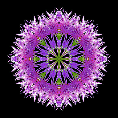 Kaleidoscope created with a wild flower seen in October