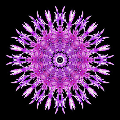 Kaleidoscope created with a wild flower seen in October