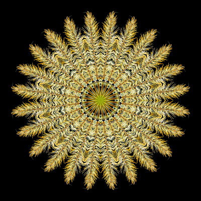 Kaleidoscope created from a dry grass seen in October