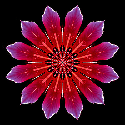 Kaleidoscope created with red autumn leaves