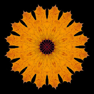 Kaleidoscope created with an autumn leaf in November