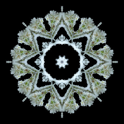 Kaleidoscope created with a picture of a frosted plant seen in December 2015