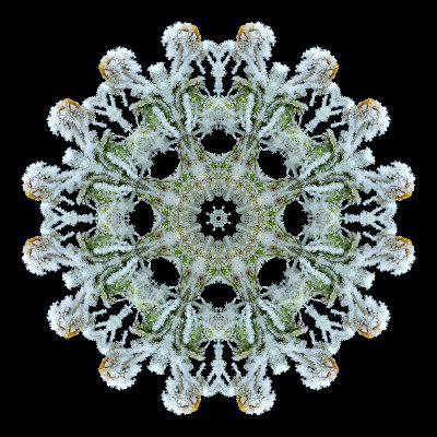 Kaleidoscope created with a picture of a frosted plant seen in December 2015