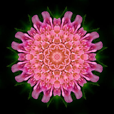 Kaleidoscope created with a wild flower captured in May 2003