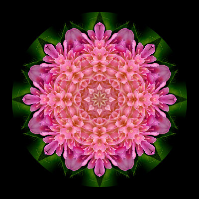 Kaleidoscope created with a wild flower captured in May 2003