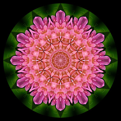 Kaleidoscope created with a wild flower captured in May 2003