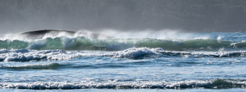 Rachel PenneyWind SurfCAPA 2017 Spring Open