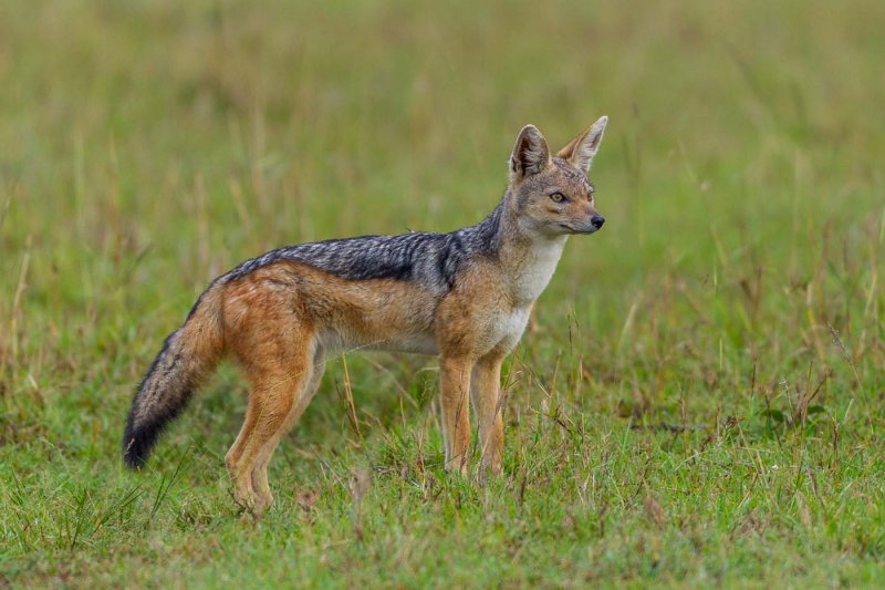 Will LabbeJackal Looking For Dinner CAPA 2017 Spring OpenPoints: 21.5