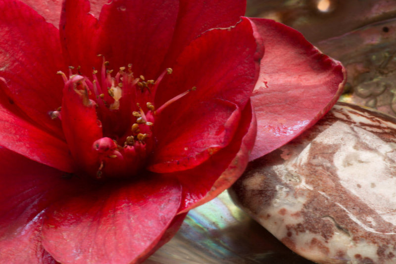 Eleanor CreightonFallen Red FlowerCAPA 2017 Macro Competition