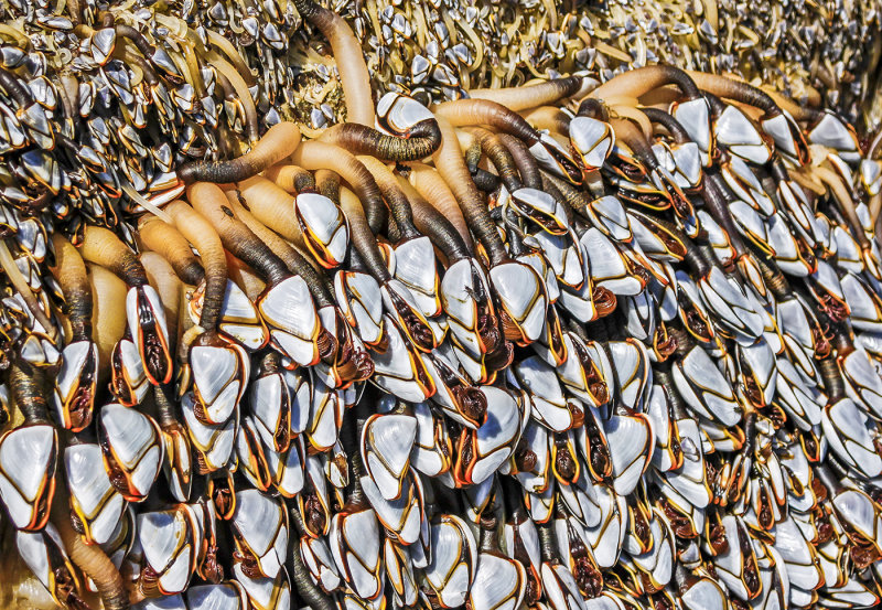 Gooseneck Barnacles-Rosemary RatcliffCAPA Fall 2017 NaturePoints: 22.5 tied
