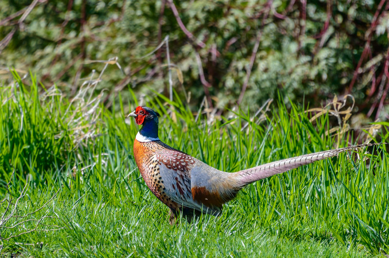 Pheasant on Alert-Marcia RutlandCAPA Fall 2017 Nature