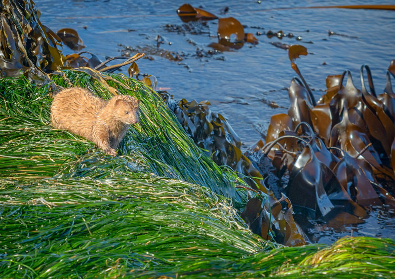 Juvenile Sea Otter-Tony PaineCAPA Fall 2017 Nature