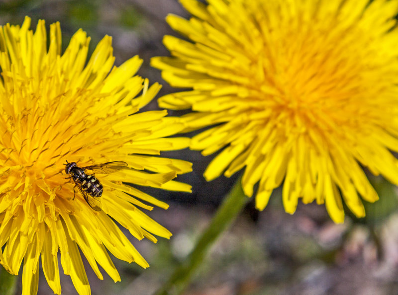 Flower Fly on Dandelion-Rosemary RatcliffCAPA Fall 2017 Nature