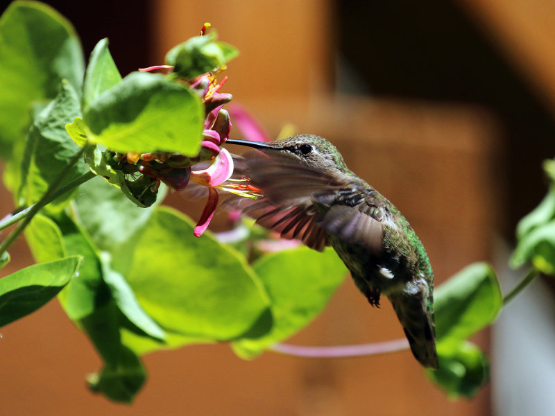 Hummer and Honeysuckle-Willie HarvieCAPA Fall 2017 Nature