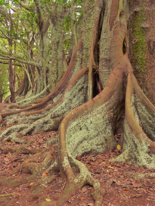 Fig Tree Roots-Trish RankinCAPA Fall 2017 Nature 
