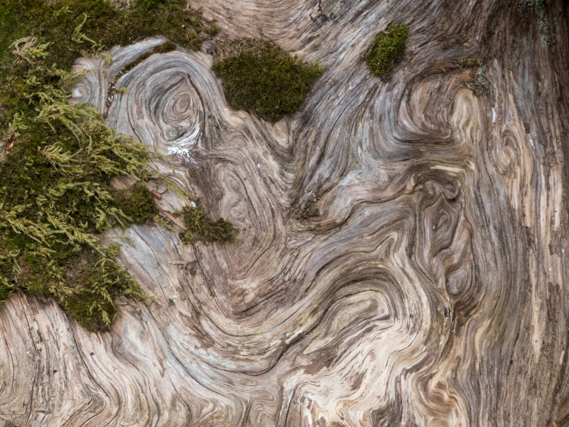 Aged Wooden Smile-Jan HeerwagenCAPA Fall 2016 Nature