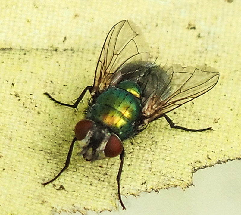 Pretty Fly-Lana McQueenCAPA Fall 2017 Nature