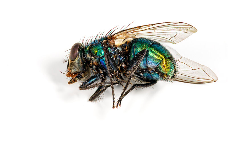 Blue Bottle Fly - Tony PaineCAPA 2017 Fall Print Competition - Points: 22