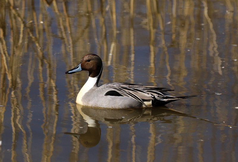 Northern Pintail - Willie HarvieCelebration of Nature 2017Points: 20