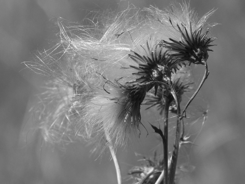 Nancy Oliver 2018 CAPA Black & WhiteBlowing in the Wind