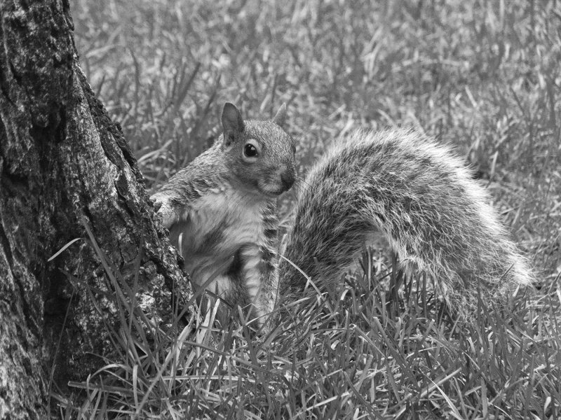 Nancy OliverCurious SquirrelCapa 2018 Black & WhitePoints: 22.5