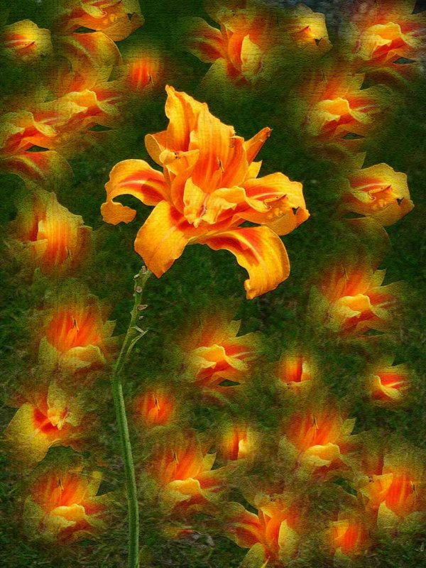 Patricia RankinDay Lily SymphonyCAPA 2018 Spring Open
