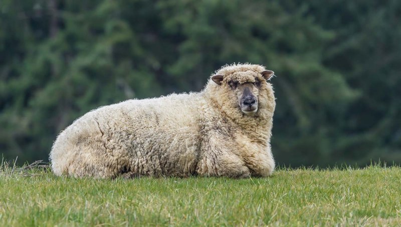 Ken DeEllOut to PastureCAPA 2018 Spring Open