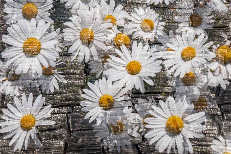 Jan HeerwagenDaisies on Burnt Firewood.CAPA 2018 Spring Open
