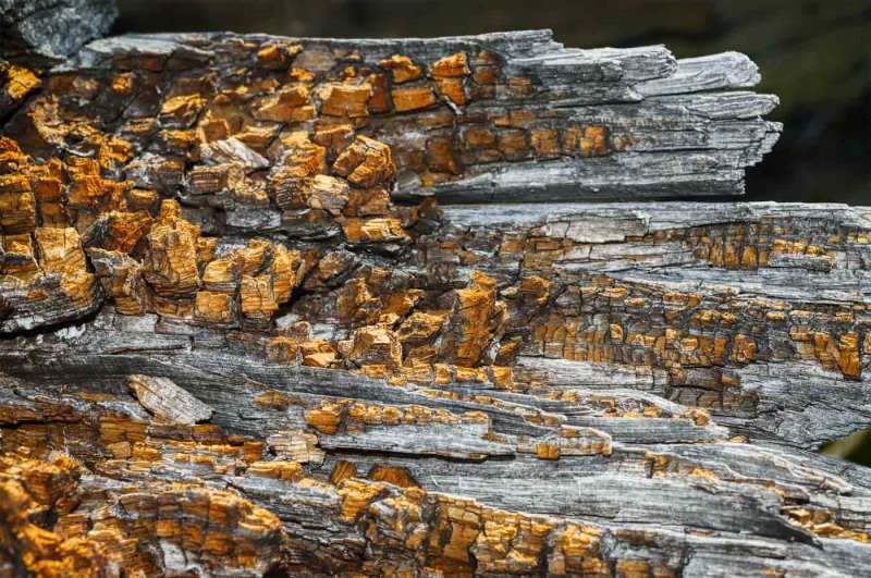 Tony PaineCAPA 2018 MacroDecaying Wood
