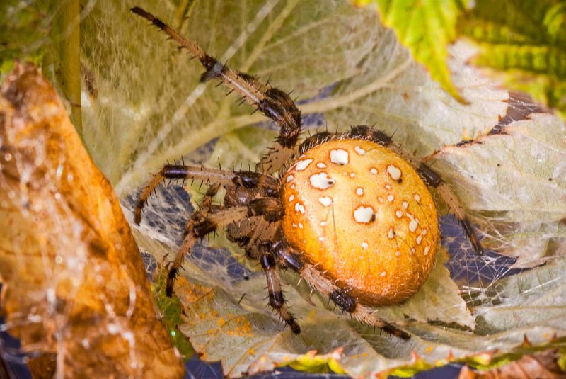 Rosemary Ratcliff<br>CAPA 2018 Macro<br>Golden Orb Spider