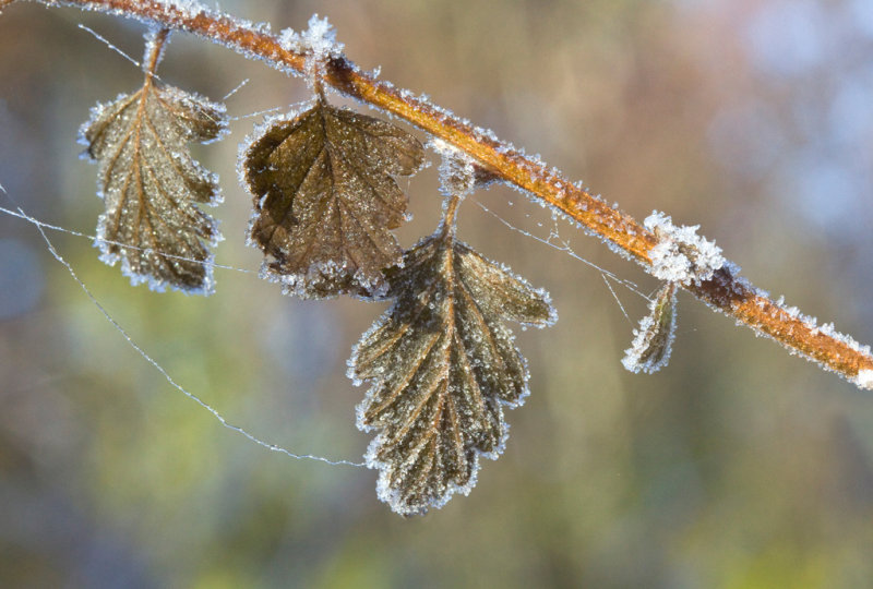 Rosemary Ratcliff2010 North Shore Photographic ChallengeFrosted leaves