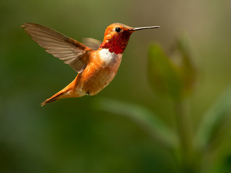 Sandy Stewart2010 North Shore Photographic ChallengeMale Rufous Hummingbird.