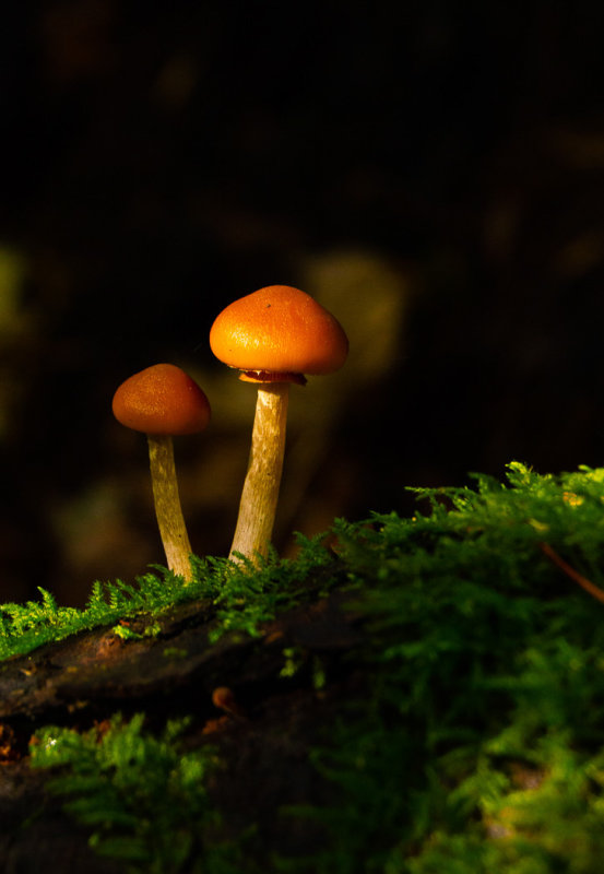 Lana HiscockCAPA Fall 2018 NatureLaccaria Laccata Mushroom