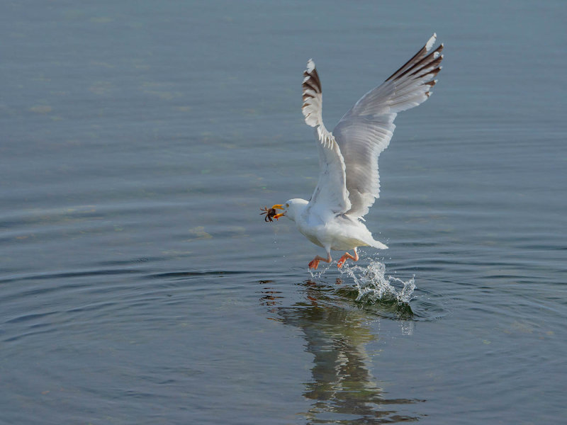 Crab on the Fly-Cim MacDonaldCelebration of Nature 2018