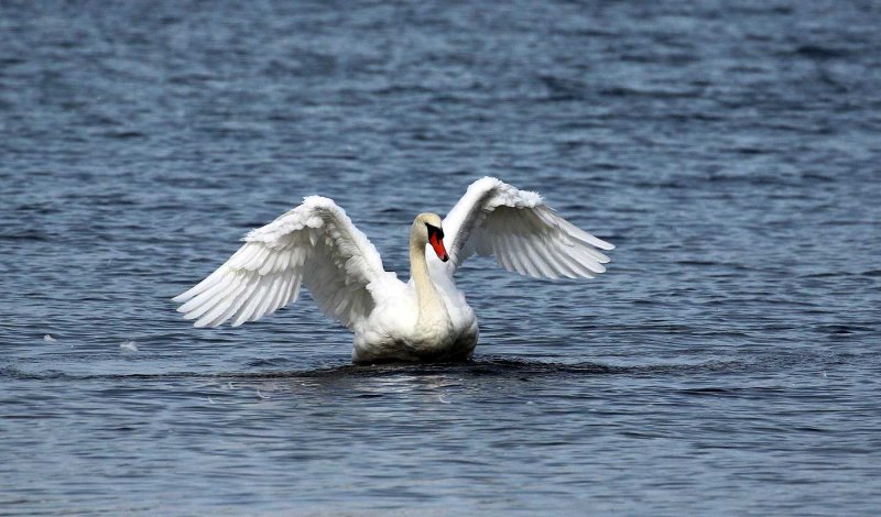 All Fluffed Up-Willie HarvieCelebration of Nature 2018