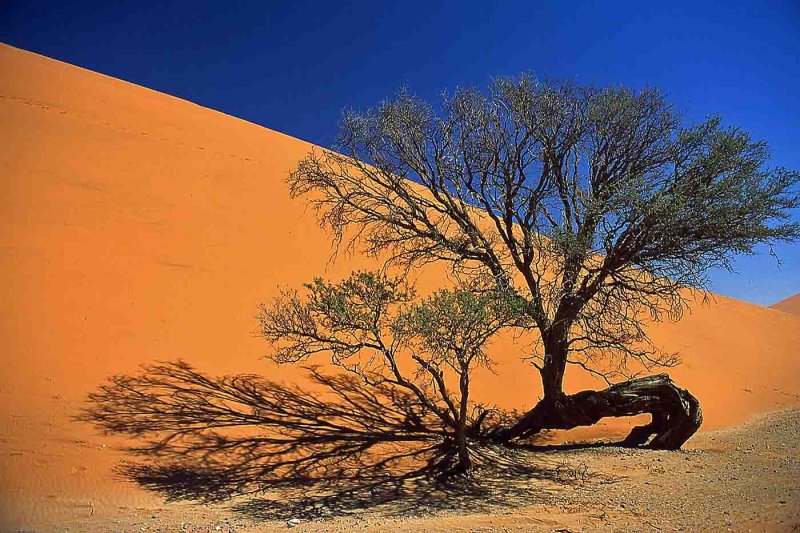 Namib Dune-Bob SkeltonCelebration of Nature 2018